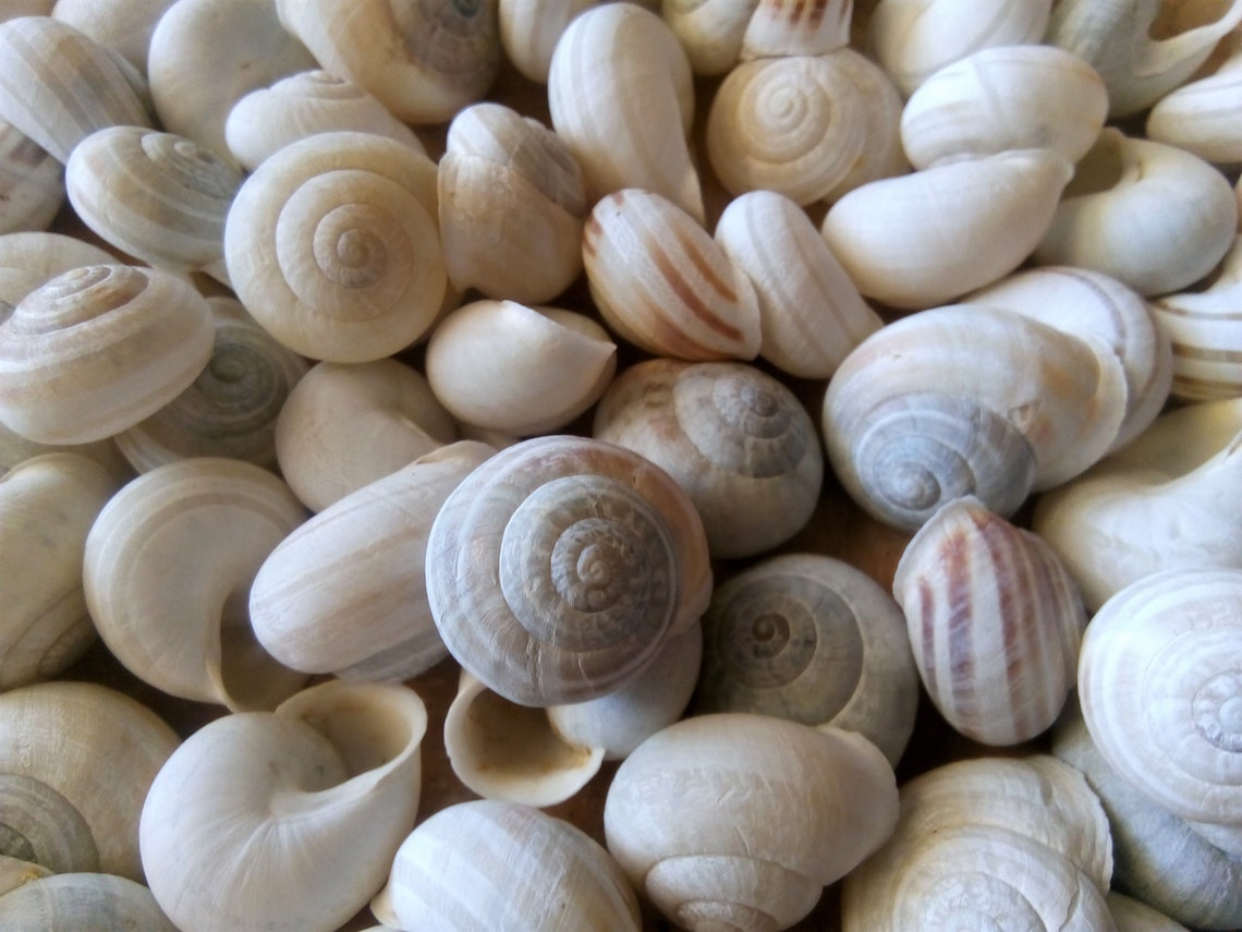 Land Snail Shells 93 pieces Etsy