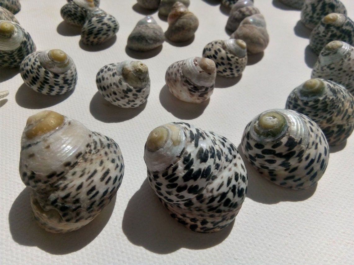 Bulk Pearl Sea Snail Shells 38 pcs Etsy