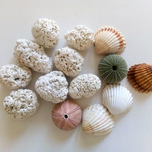 May include: A collection of seashells and sea urchins, including a white, brown, and green seashell, a pink sea urchin, and a green sea urchin. The shells are arranged in a circle on a white background.