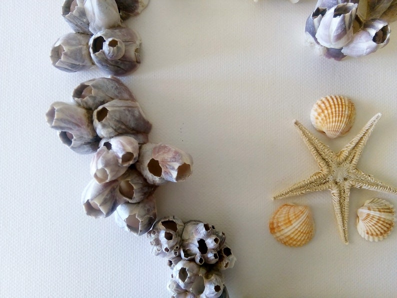 Large Barnacle Clusters Shells 14 Pieces - Etsy