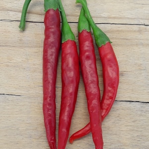 Cayennepeper - 20 kwaliteit biologische hete chilipeper zaden