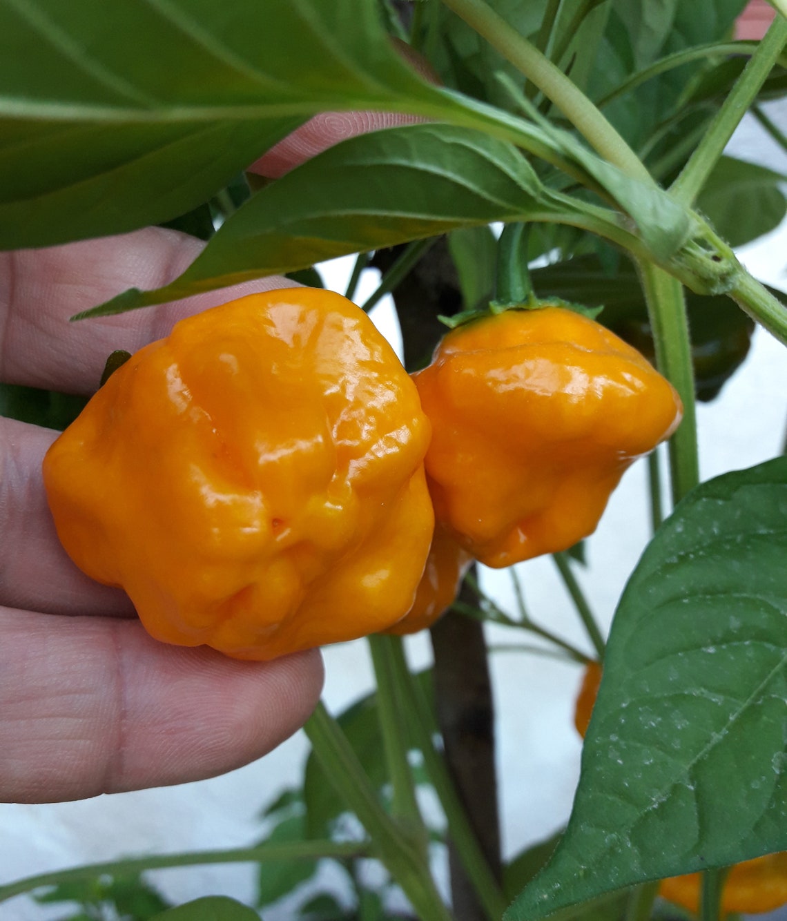 Jamaican Hot Yellow mushroom Yellow 20 Quality Organic Hot Etsy