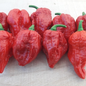 Fatalii (rood) - 20 biologische hete chilipeperzaden van hoge kwaliteit