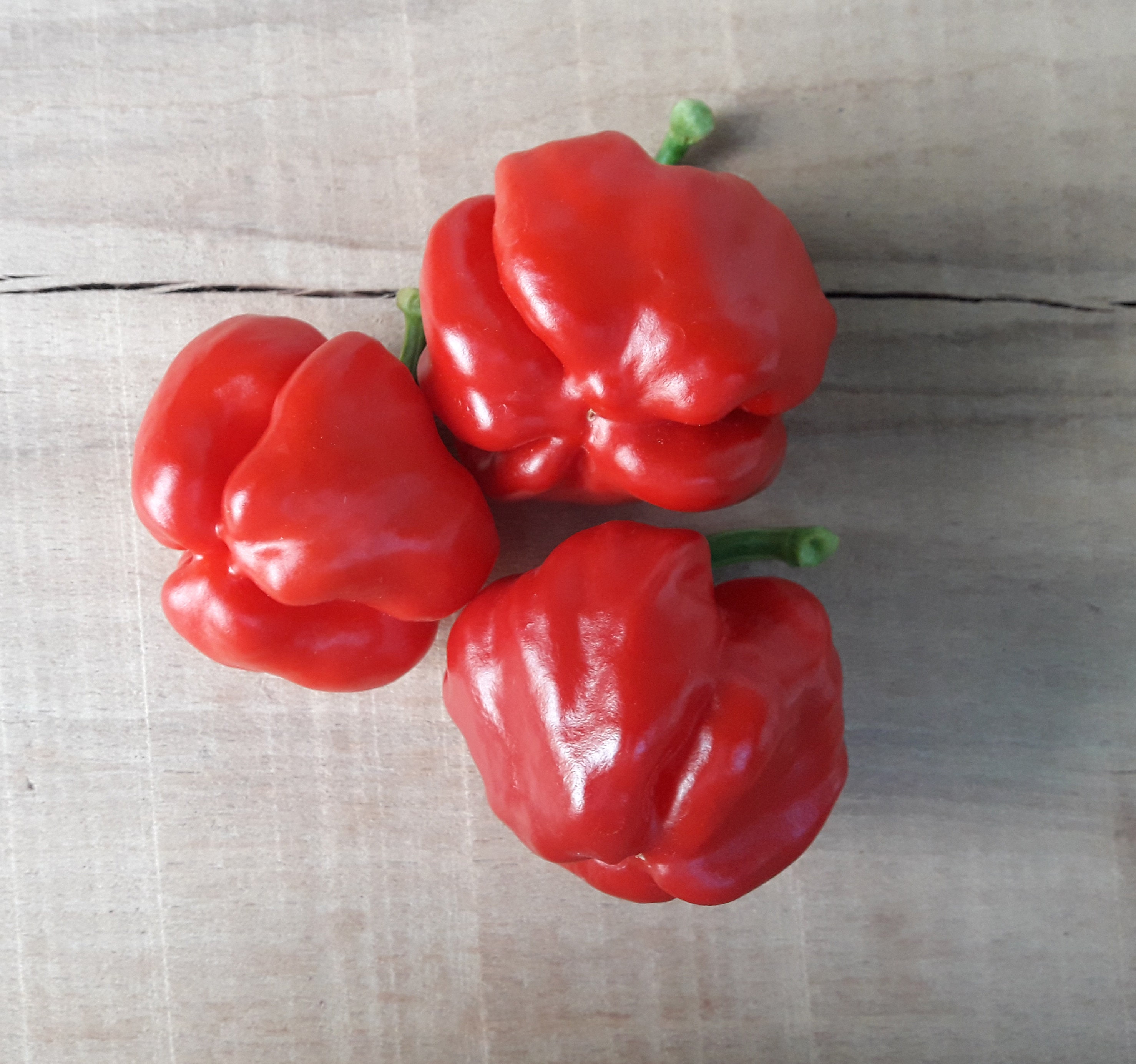 Jamaican Hot Red Mushroom Red 20 quality organic hot chili Etsy