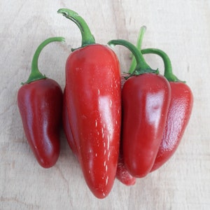 Jalapeño Cracked - 20 kwaliteit biologische hete chili peper zaden