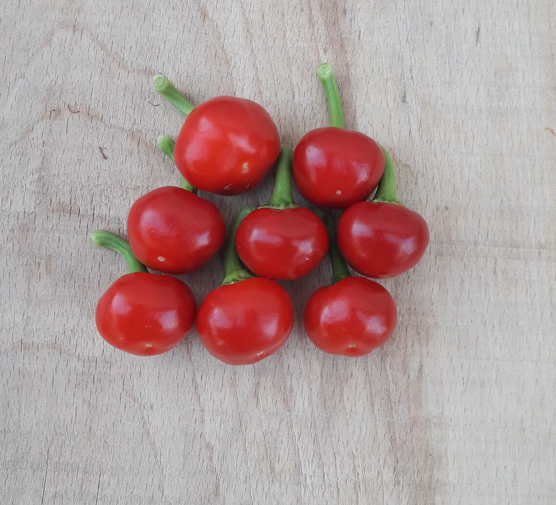 Cherry Bomb 20 quality organic hot chili pepper seeds Etsy