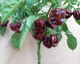 20 Hot Chili Pepper Seeds HABANERO CHOCOLATE Heirloom Organic Vegetable