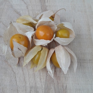 Physalis - Physalis Peruviana - Peruwiańska truskawka - 30 wysokiej jakości ekologicznych nasion