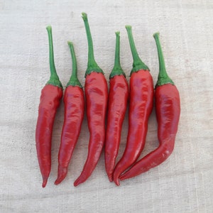 Tatli Süs - 20 kwaliteit biologische hete chilipeperzaden