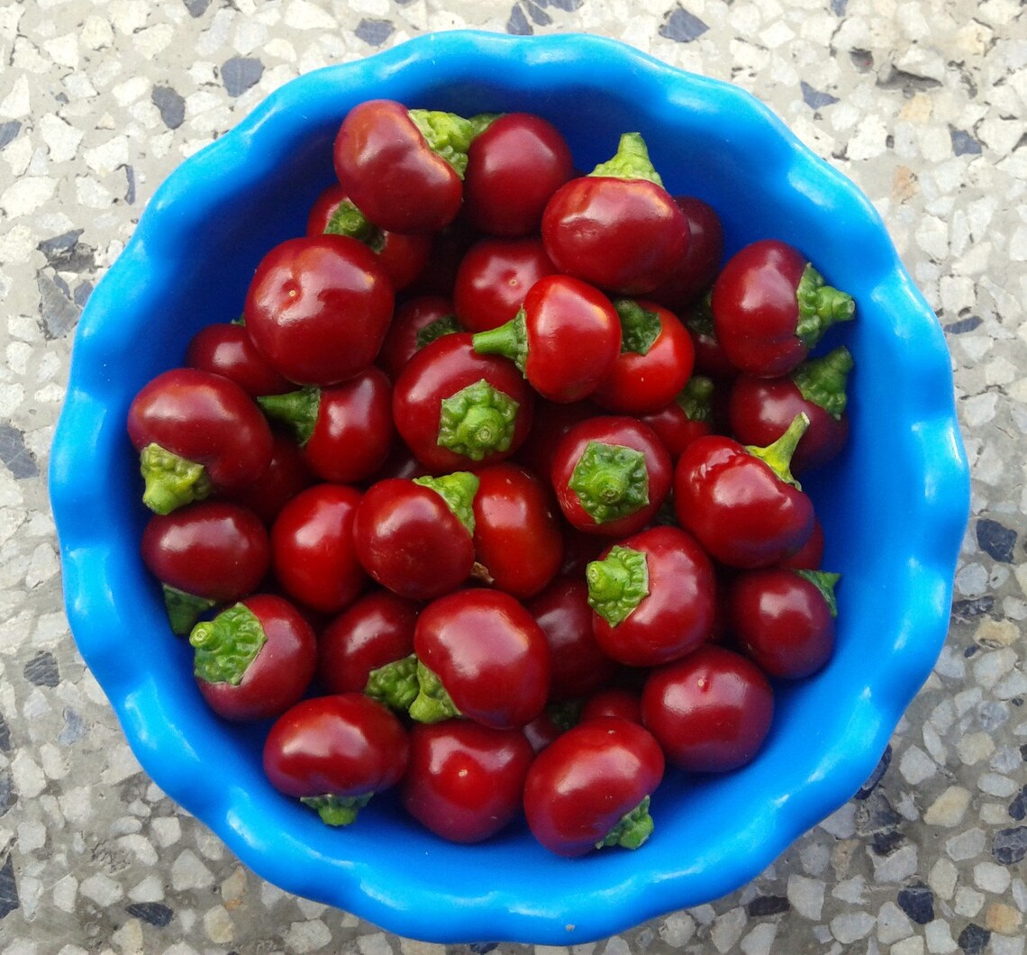 Cherry Bomb 20 quality organic hot chili pepper seeds Etsy