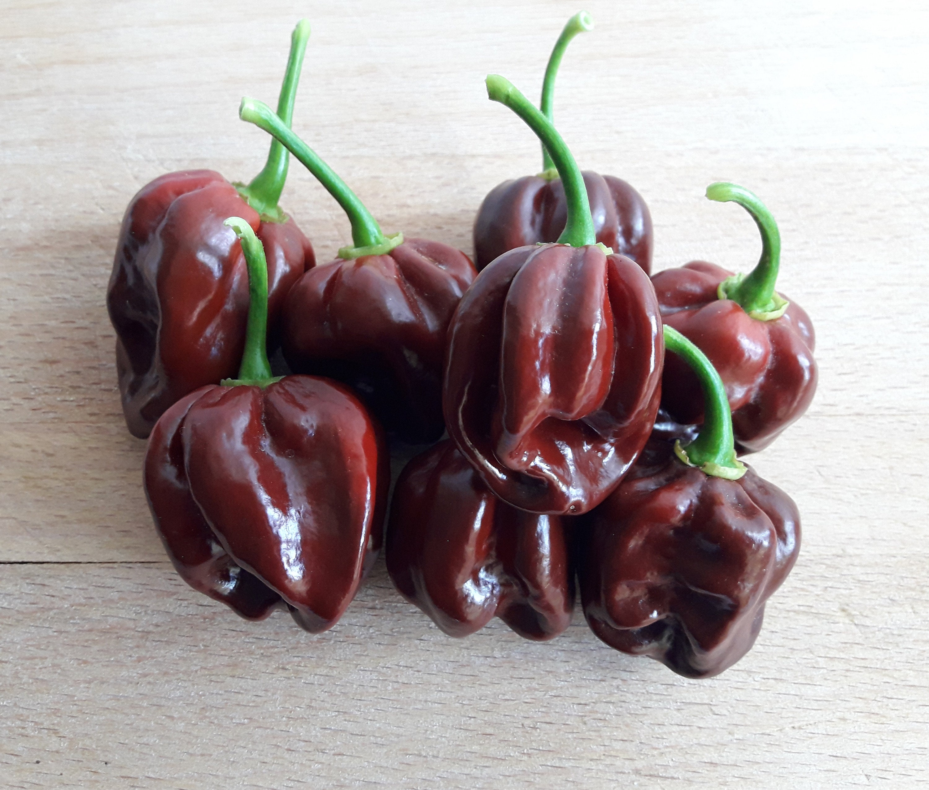 Chocolate Habanero 20 Quality Organic Hot Chili Pepper Seeds Etsy
