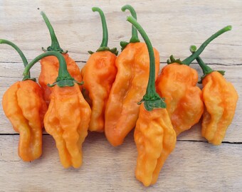 Habanero Gambia Red 20 Quality Organic Hot Chili Pepper | Etsy