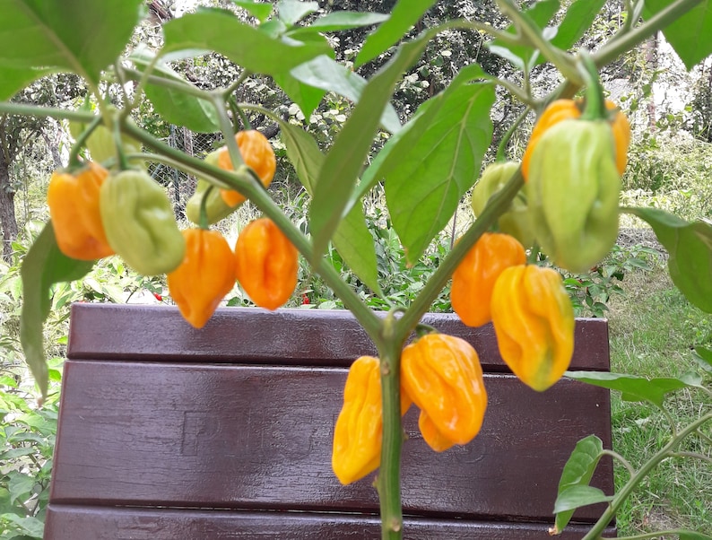 Madame 20 quality organic hot chili pepper seeds Etsy