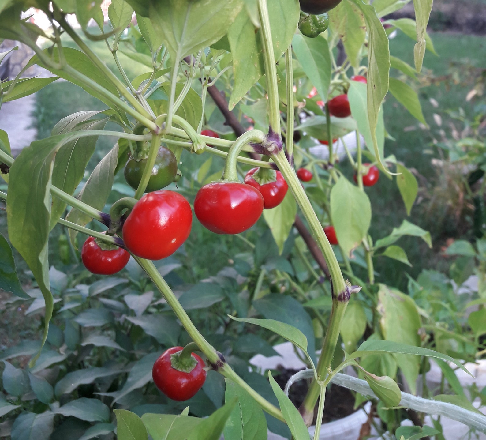 Cherry Bomb 20 quality organic hot chili pepper seeds Etsy