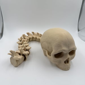 Articulated Skull and Spine Anatomy Model custom Realistic Medical Teaching Tool Halloween flexible skull Bone Beige