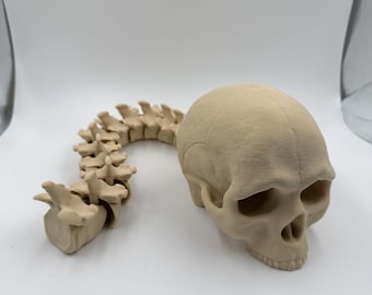 Articulated Skull and Spine Anatomy Model custom Realistic Medical Teaching Tool Halloween flexible skull