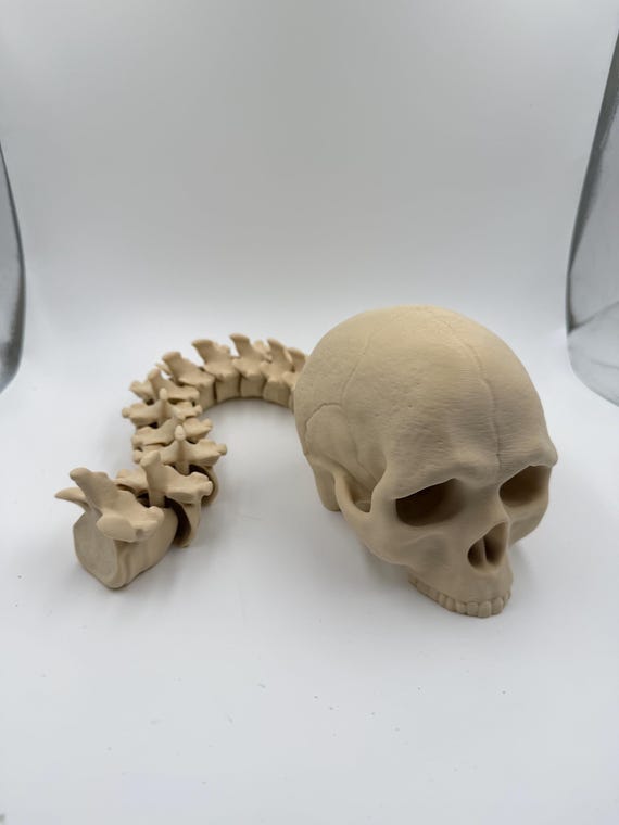 Articulated Skull and Spine Anatomy Model custom Realistic Medical Teaching Tool Halloween flexible skull