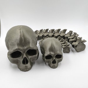 Articulated Skull and Spine Anatomy Model Realistic Medical Teaching Tool Halloween flexible skull  Trophy Skull Scientific Study Aid ,