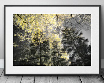 trees in sunset Black Forest photo poster, high quality, stylish art print in yellow and black, perfect deco and image gift