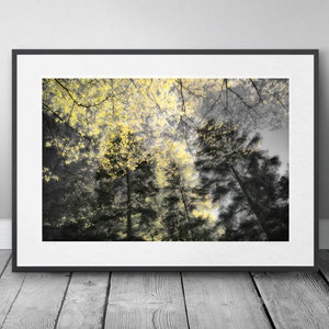 trees in sunset Black Forest photo poster, high quality, stylish art print in yellow and black, perfect deco and image gift