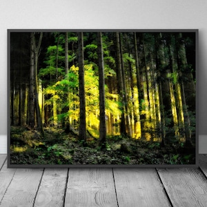 Schwarzwald Poster Fotografie Sonnenuntergang im Wald, hochwertige Qualität, in leuchtendem Gelb und Grün, stilvoller Kunstdruck