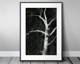Black and white tree photo poster, high quality printing, beautiful decoration gift for home and company