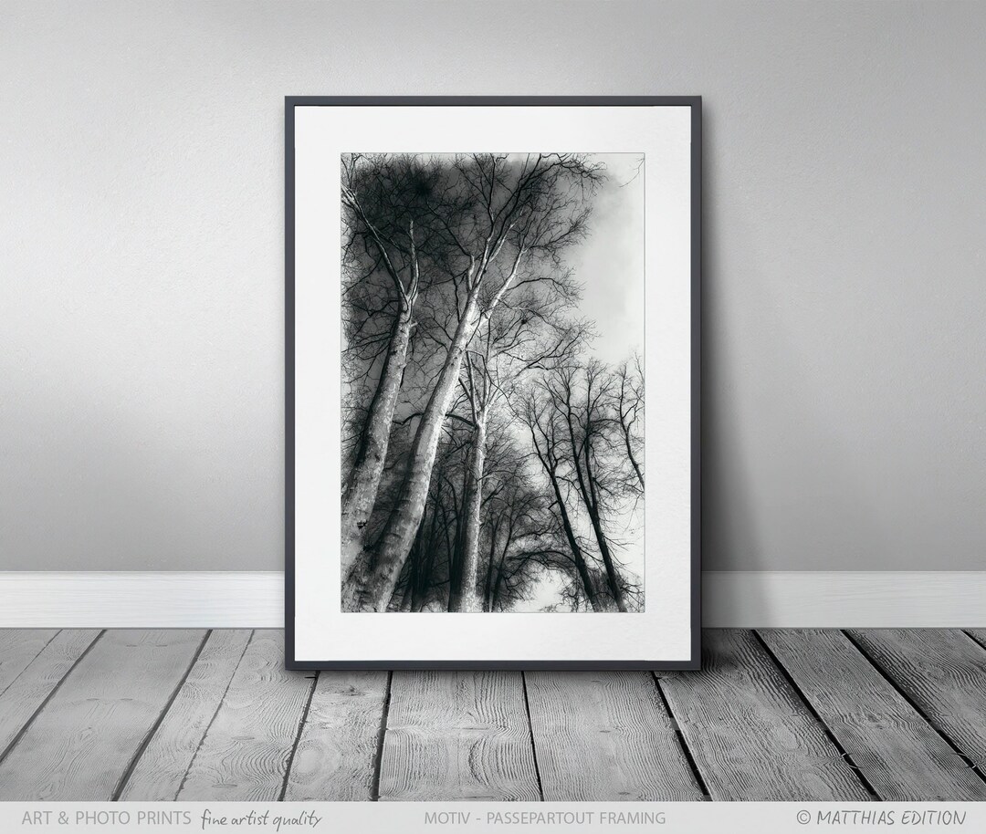 Black and White Landscape Poster Tree Photo High Quality Etsy
