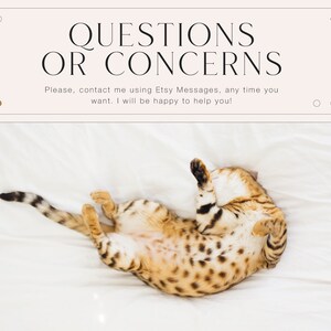 May include: A domestic cat with a patterned coat is seen lying on its back on a white sheet. The image includes the text "QUESTIONS OR CONCERNS" and a message to contact via Etsy Messages.