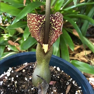 Amorphophallus Sauromatum Venosum AKA Cornutum Voodoo Corpse Lily Aroid Bulbs