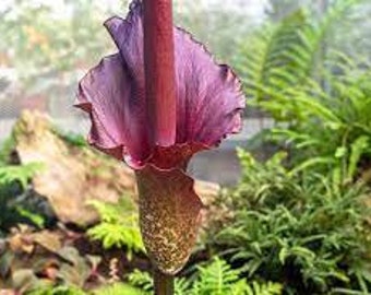 AMORPHOPHALLUS KONJAC small to large flowering bulbs.  Best price!   (Voodoo Lily, Devil's Tongue)