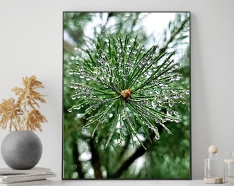 Raindrops on pine photography, home decor, digital wall art, nature photo, INSTANT DIGITAL DOWNLOAD, printable wall art, minimalist poster