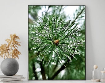 Fotografía de gotas de lluvia sobre agujas de pino, arte mural de naturaleza (descarga digital)