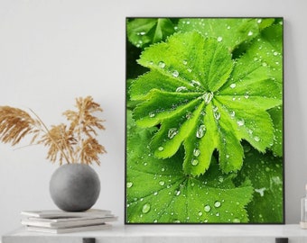 Fotografía de gotas de lluvia sobre hojas verdes, arte mural de naturaleza (descarga digital)