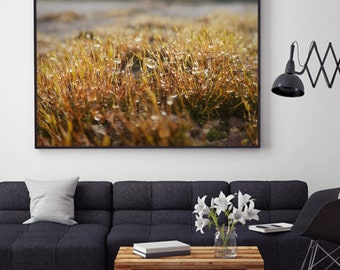 Lámina fotográfica con diseño de gotas de lluvia y musgo, arte mural inspirado en la naturaleza (descarga digital)