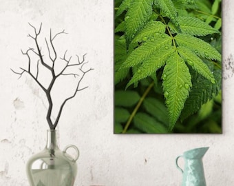Fotografía de gotas de lluvia y hojas, lámina decorativa de naturaleza para pared (descarga digital)