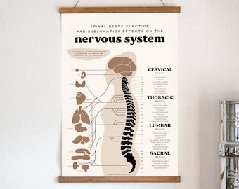 Chiropractic ANS Chart + Nervous System Poster | Subluxation Effects