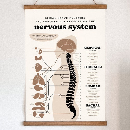 Chiropractic ANS Chart Nervous System Poster Subluxation - Etsy