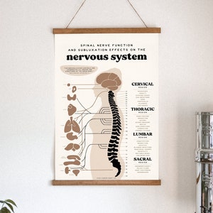 Chiropractic ANS Chart + Nervous System Poster | Subluxation Effects