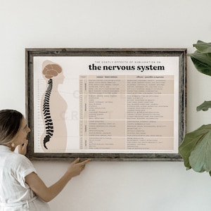 Effects of Subluxation Chart + Nervous System Poster | Chiropractic Benefits