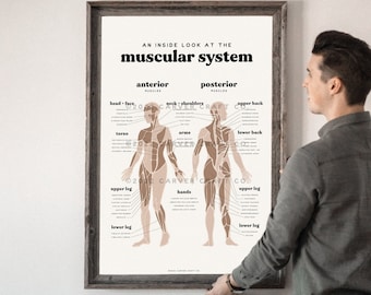 Muscular System Anatomy Chart | Chiropractic Poster