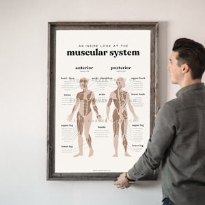 Muscular System Anatomy Chart | Chiropractic Poster