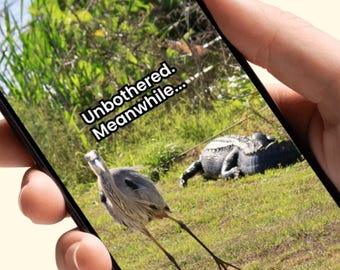 Vogel iPhone Hintergrundbild, ungestört Ästhetik, Wildtier Telefon Hintergrund, lustige Natur Tapete, digitaler Download, Alligator Kunst