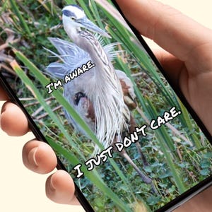 May include: A smartphone displays a photo of a great blue heron in tall grass. The text on the screen reads, "I'M AWARE. I JUST DON'T CARE." The phone is held in a hand.