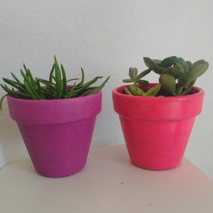 Könnte beinhalten: Zwei kleine Topfpflanzen, eine mit grünen Sukkulenten in einem rosa Topf und die andere mit grünen Sukkulenten in einem leuchtend rosa Topf.