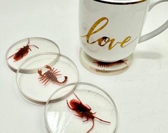 Halloween goth bug resin coaster set-super unique snake decor, minimal gift for bug lovers. Clear resin w roach, scorpion. Clear edges