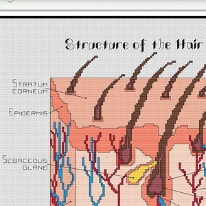 Structure du modèle de point de croix de cheveux PDF, conception de diagramme de cosmétologie, décoration de coiffeur, cadeau d'école de beauté, carte éducative