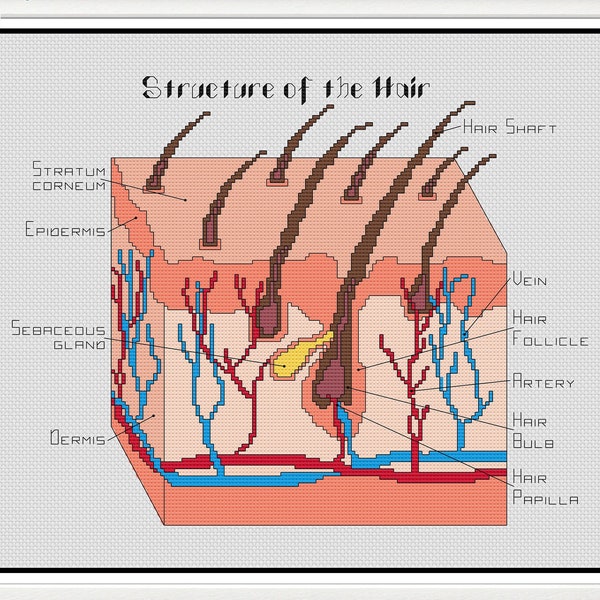 STRUCTURE of the HAIR | Cross stitch, pdf digital pattern, dermatologist, beautician, skin specialist, Cosmetology, stylist, human body