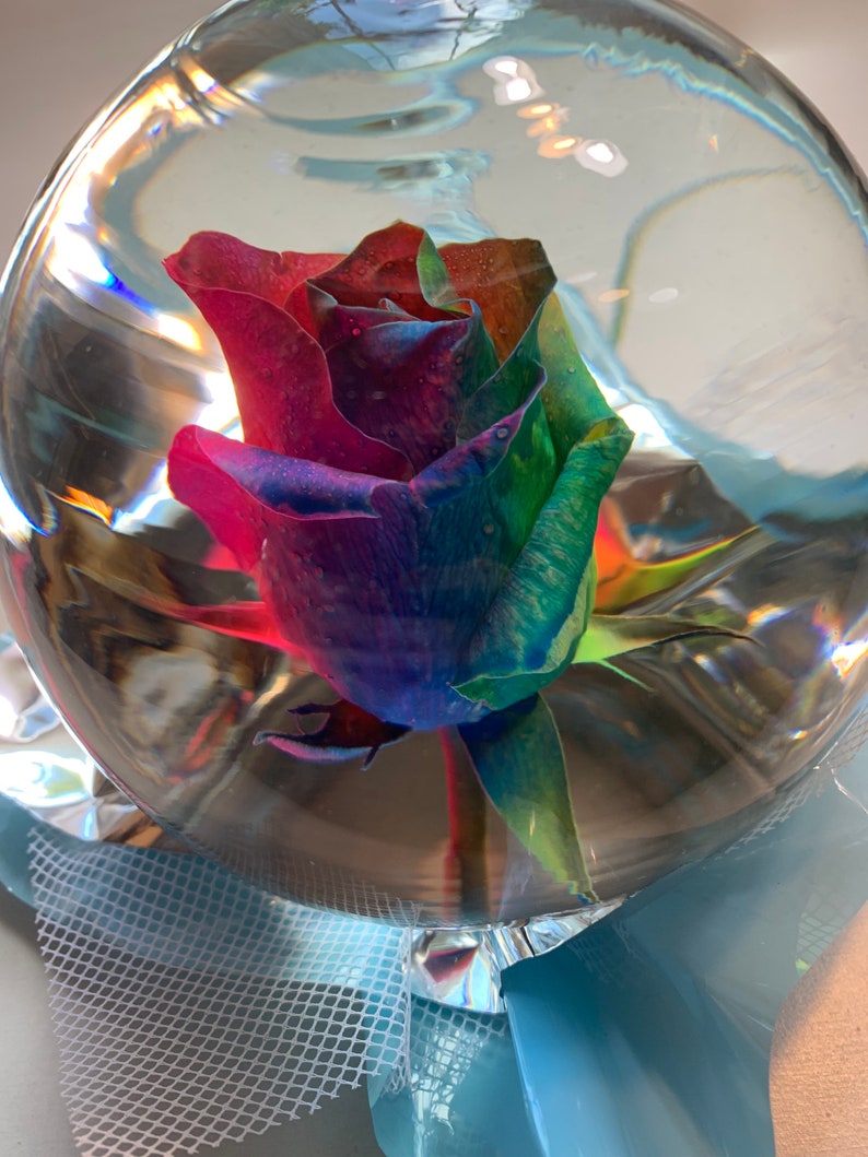 Real rose in globe preserved rose dried rose forever rose Etsy