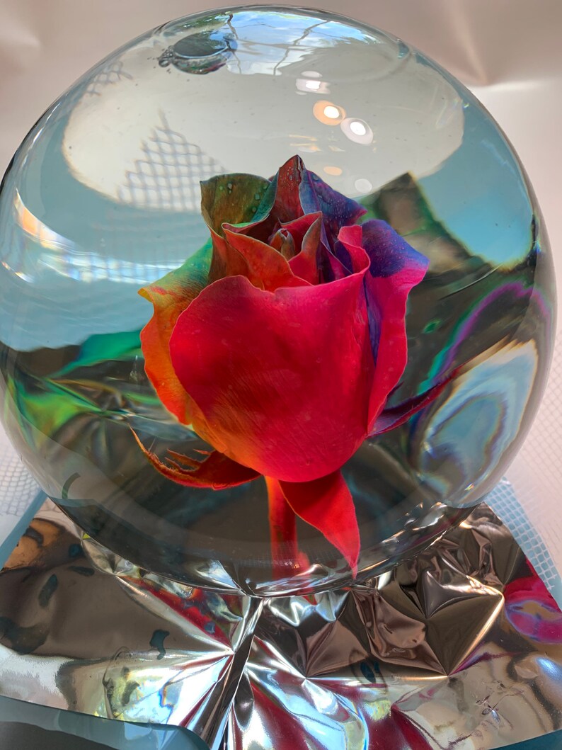 Real rose in globe preserved rose dried rose forever rose Etsy