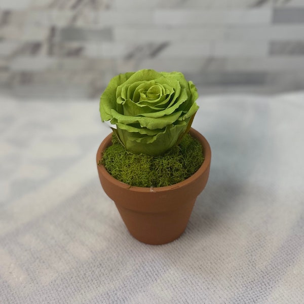 Potted real preserved rose with preserved moss in terra cotta pot, real rose, dried rose, preserved rose